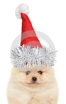 Funny Spitz puppy in Santa hat on a white background