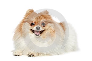 Funny Spitz puppy on a white background