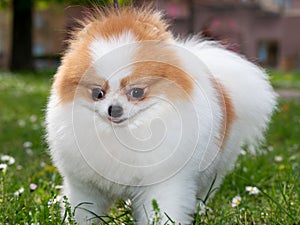 A funny spitz, a tiny dog