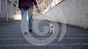Funny sportive dog run on leash, call to hurry up. Active, playful chihuahua