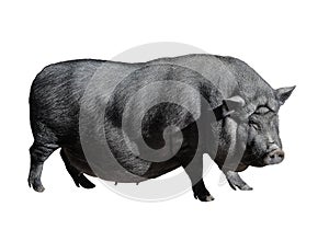 Funny spotted black vietnamese pig isolated on white. Pot-bellied young female pig full length isolated on white background. Farm