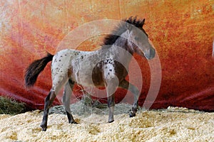 Funny spotted Falabella pony in dark stable