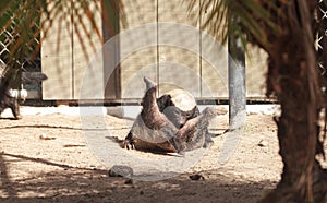 Funny spread legged Honey badger Mellivora capensis photo