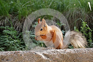 Funny squirrel