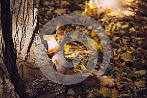 Funny squirrel in the autumn forest