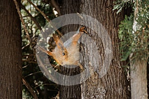 Funny squirrel close-up on a tree. The Eurasian red squirrel looks curiously straight at the camera