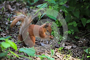 Funny squirrel on the ground