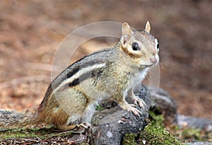 A funny squirrel looking at camara