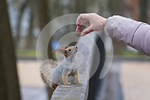 Funny squirrel looks at the walnut in the human hand