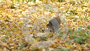 Funny squirrel preparing for winter, runs, jumps with acorn in mouth, buries, hides acorn in the ground or soil under