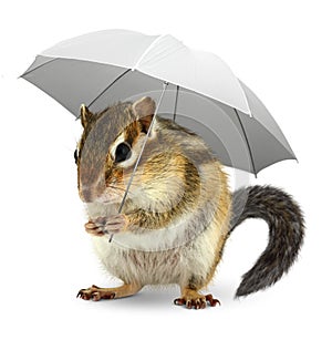 Funny squirrel under umbrella on white, weather creative concep