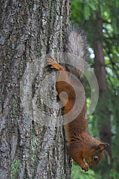funny squirrel upside down on a tree
