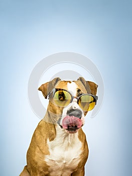 Funny staffordshire terrier dog in sunglasses licks its nose