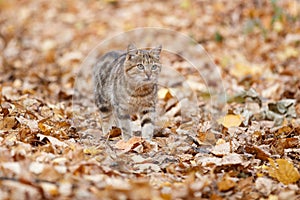Funny stray cat walking through autumn leaves