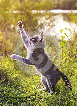 Funny striped cat jumping on a green meadow with his paws high a