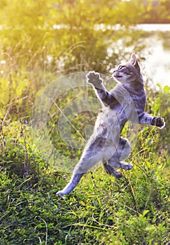 Funny striped cat jumping on a green meadow standing on its hind