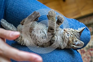 Funny striped kitten is playing lying down. Tabby cat