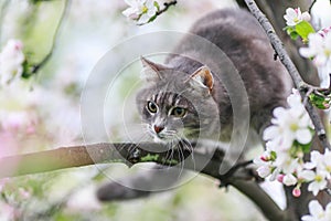 Funny striped kitten sitting in the in the spring garden among the pink branches of a blooming Apple tree and hunt