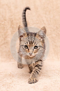 Funny striped kitten smiling at home. Tabby cat