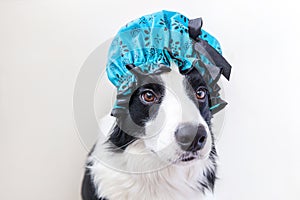 Funny studio portrait of cute puppy dog border collie wearing shower cap isolated on white background. Cute little dog ready for