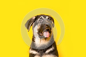 Funny studio portrait of a cute smiling german shepherd puppy isolated on yellow background with copy space. Pet and