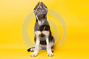 Funny studio portrait of a cute smiling german shepherd puppy looking at the camera isolated on yellow background with
