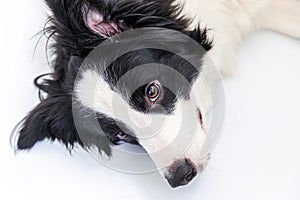 Funny studio portrait of cute smiling puppy dog border collie isolated on white background. New lovely member of family little dog