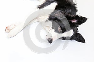 Funny studio portrait of cute smiling puppy dog border collie isolated on white background. New lovely member of family little dog