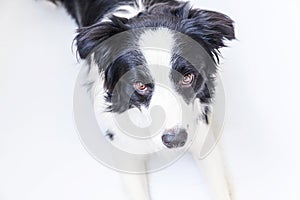 Funny studio portrait of cute smiling puppy dog border collie isolated on white background. New lovely member of family little dog