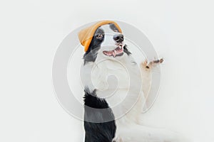 Funny studio portrait of cute smiling puppy dog border collie wearing warm knitted clothes yellow hat isolated on white background