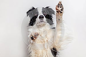 Funny studio portrait of cute smiling puppy dog border collie  on white background. New lovely member of family little dog