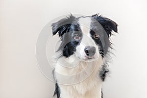Funny studio portrait of cute smilling puppy dog border collie isolated on white background. New lovely member of family little