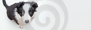 Funny studio portrait of cute smilling puppy dog border collie isolated on white background. Pet care and animals concept. Banner