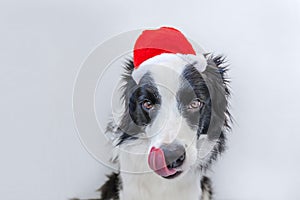 Funny studio portrait of cute smilling puppy dog border collie in red Santa Claus hat isolated on white background