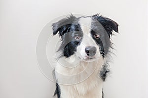 Funny studio portrait of cute smilling puppy dog border collie  on white background. New lovely member of family little