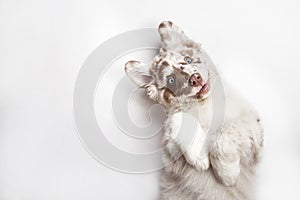 Funny studio portrait of the smiling puppy dog Australian Sheph