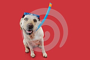 FUNNY SUMMER DOG.  LABRADOR RETRIEVER WEARING GOGGLES SNORKEL AGAINT CORAL TREND BACKGROUND