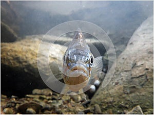 Funny Sunfish Lepomis gibbosus.