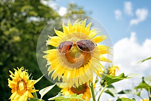 Funny sunflower