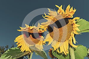 Funny sunflower couple