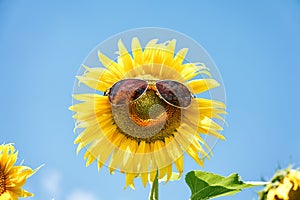 Funny sunflower with sunglasses