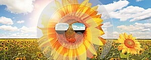 Funny sunflower with sunglasses on a blue sky