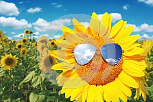 Funny sunflower with sunglasses on a blue sky