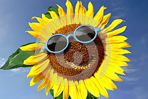 Funny sunflower with sunglasses and a smile