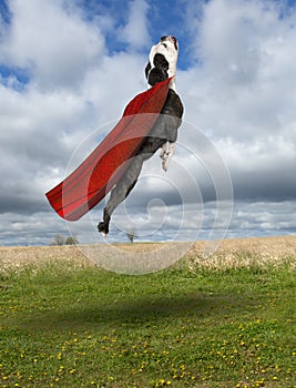 Funny Superhero Dog, Flying Bulldog