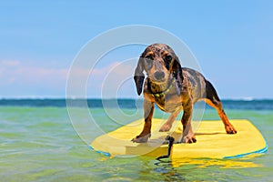 Funny surfer dog have fun on bodyboard