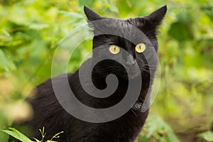 Funny surprised bombay black cat portrait with big yellow eyes in garden in nature