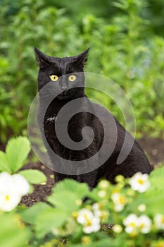 Funny surprised bombay black cat with yellow eyes and attentive look in green grass in garden