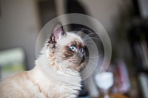 Funny surprised cat of Birman breed in the blurred background