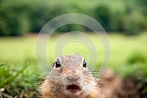 Funny surprised expression of animal face looking into camera